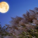 The moon with pampas grases